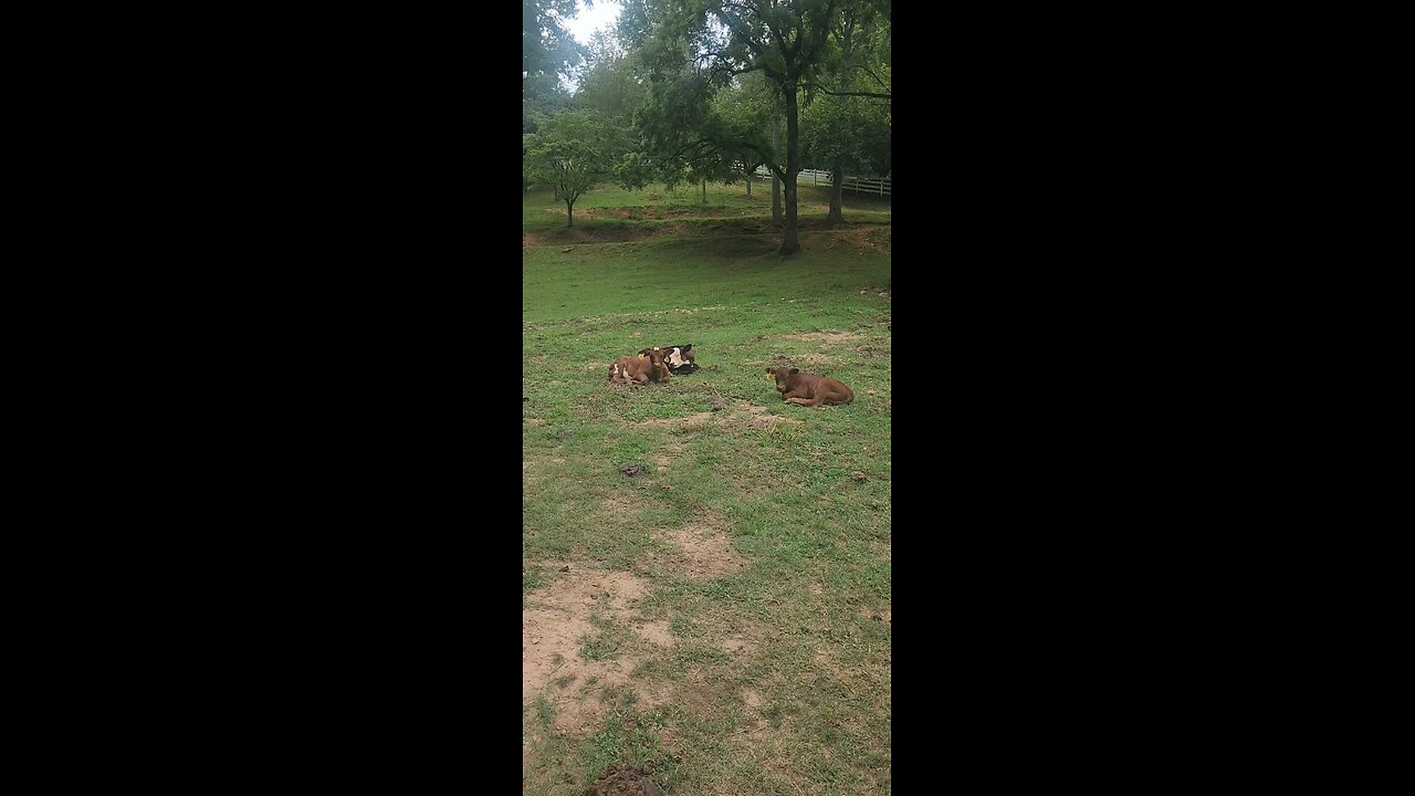 Shorthorn Plus heifers 2025.