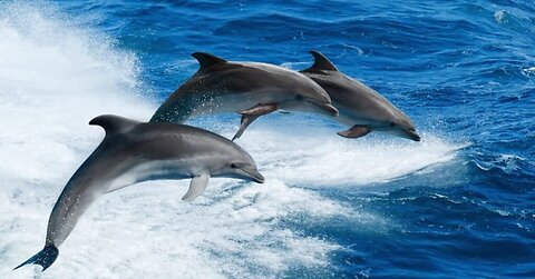Dolphins