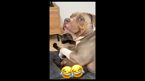 Fighting like Cats n Dogs 🤪😁🤣