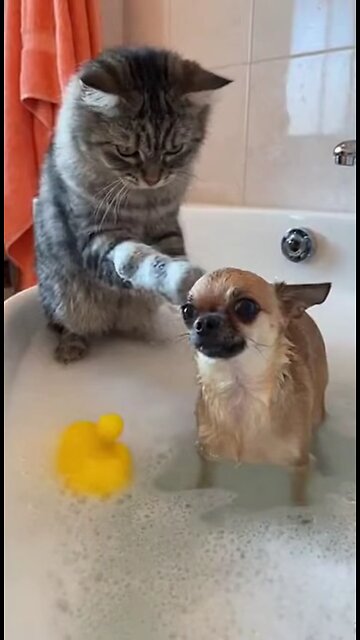 кот купает чихуахуа