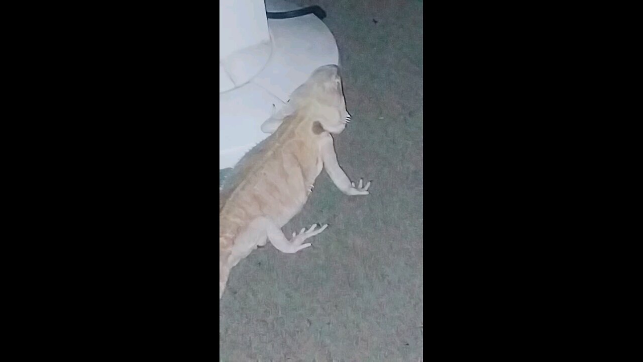 Dragon Auditor