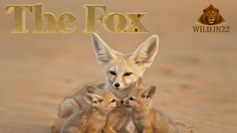 The Fox | Hindi Documentary | Wildlife Documentary | Fects of Fox | Indian Fox | Fox Baby🦊