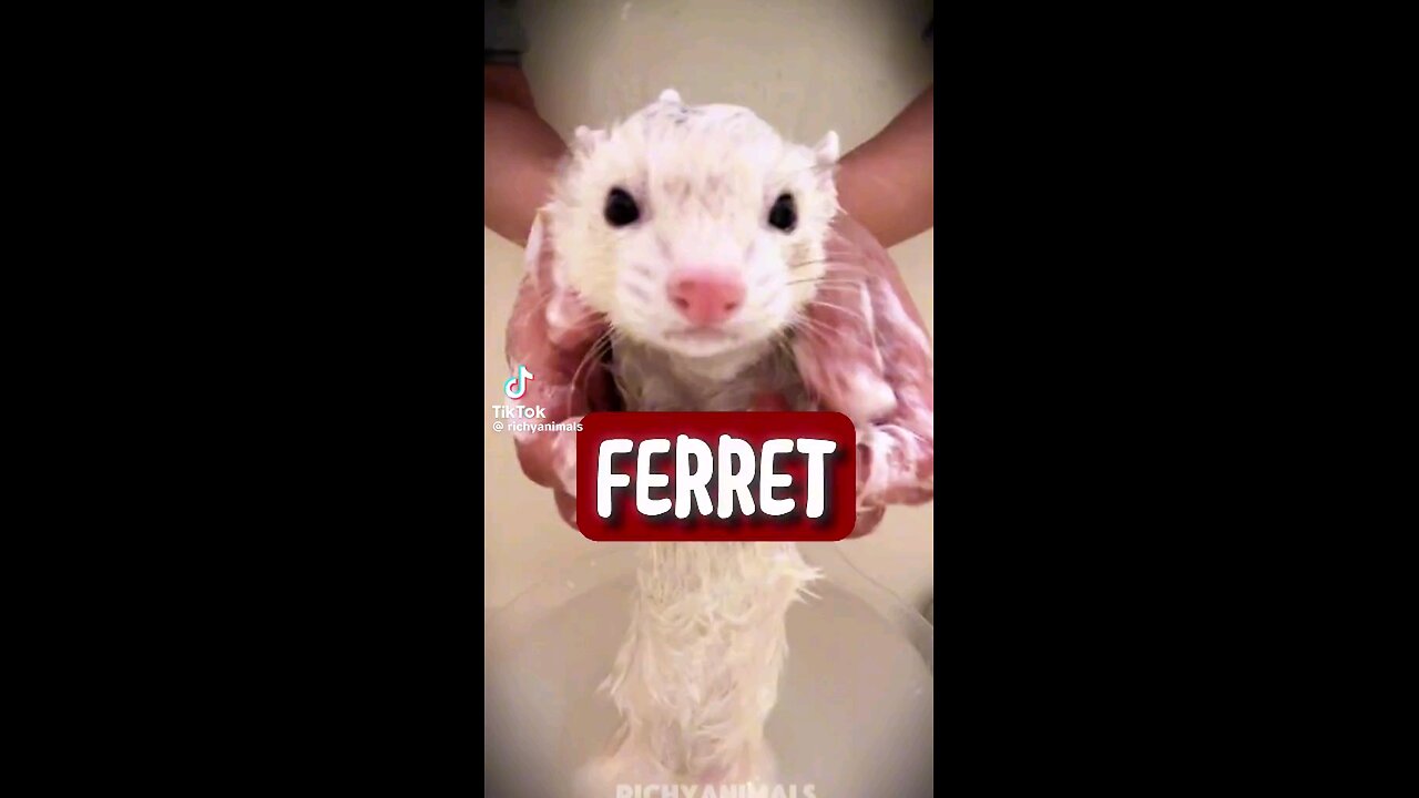 ferrets