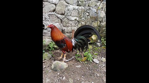 #gallos