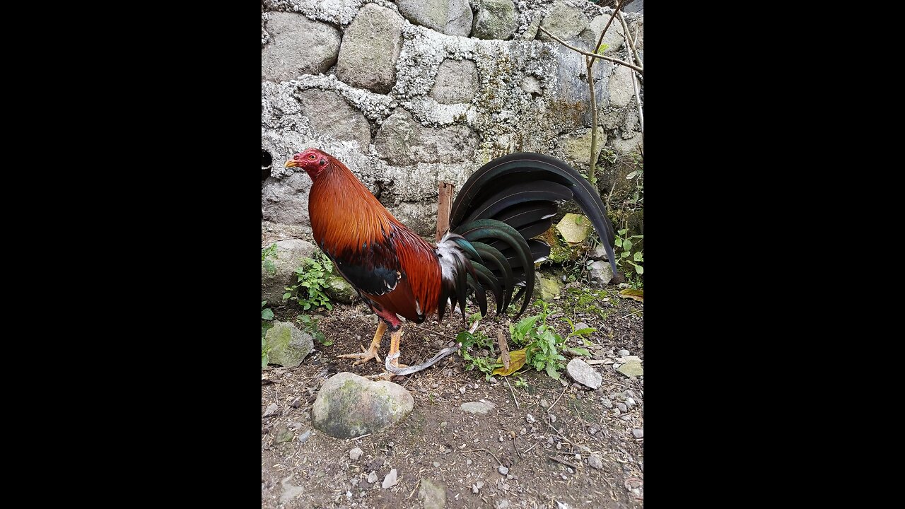#gallos