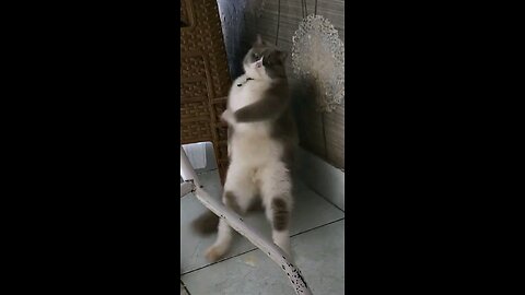 Động vật múa đáng yêu #catdance Động vật múa đáng yêu #cat #animals #fyp #catsoftiktok #catdance
