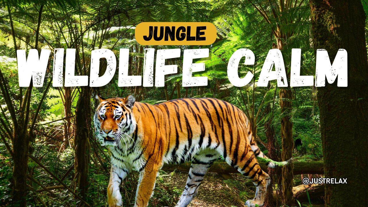 Noisescape | HD Relaxation Music & Nature Clips for Stress Relief, Focus & Inner Calm