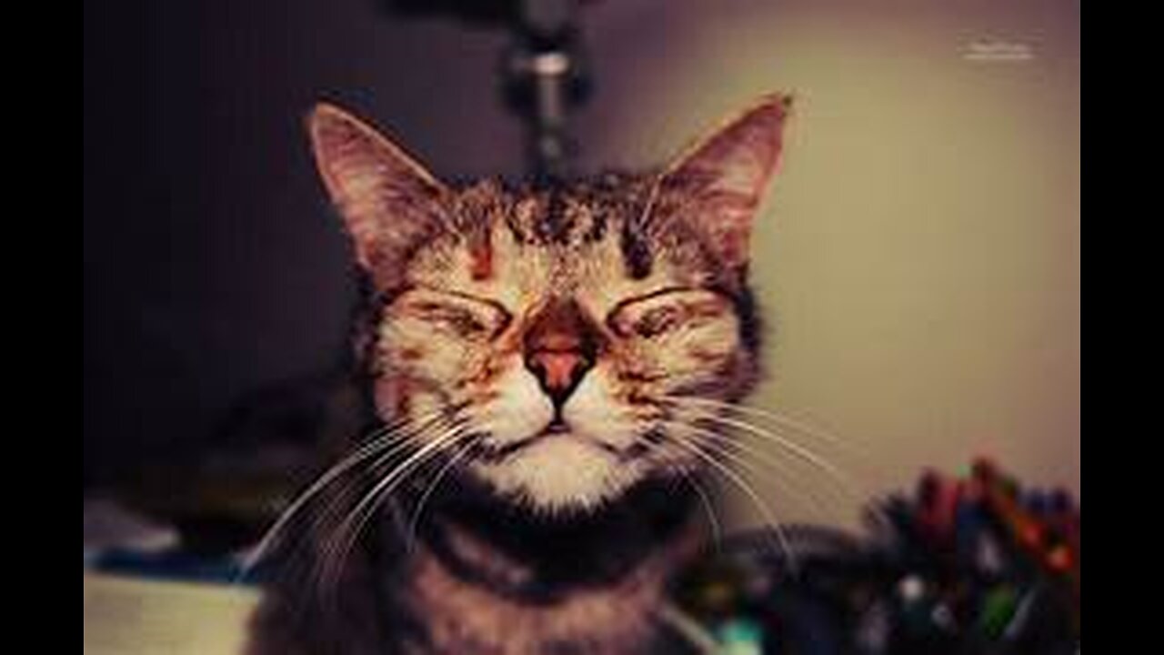 Funny and Cute Cats Collection - Part 44