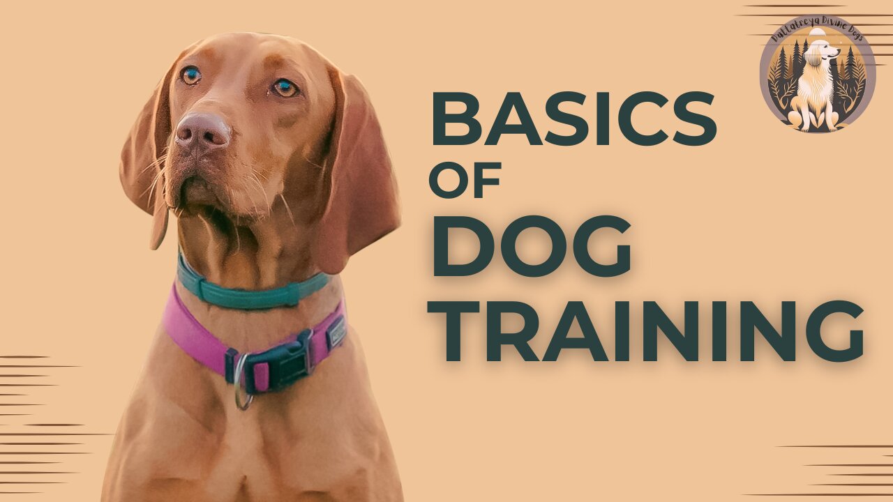 Basics of Dog Training Workshop