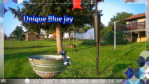 Unique Blue Jay
