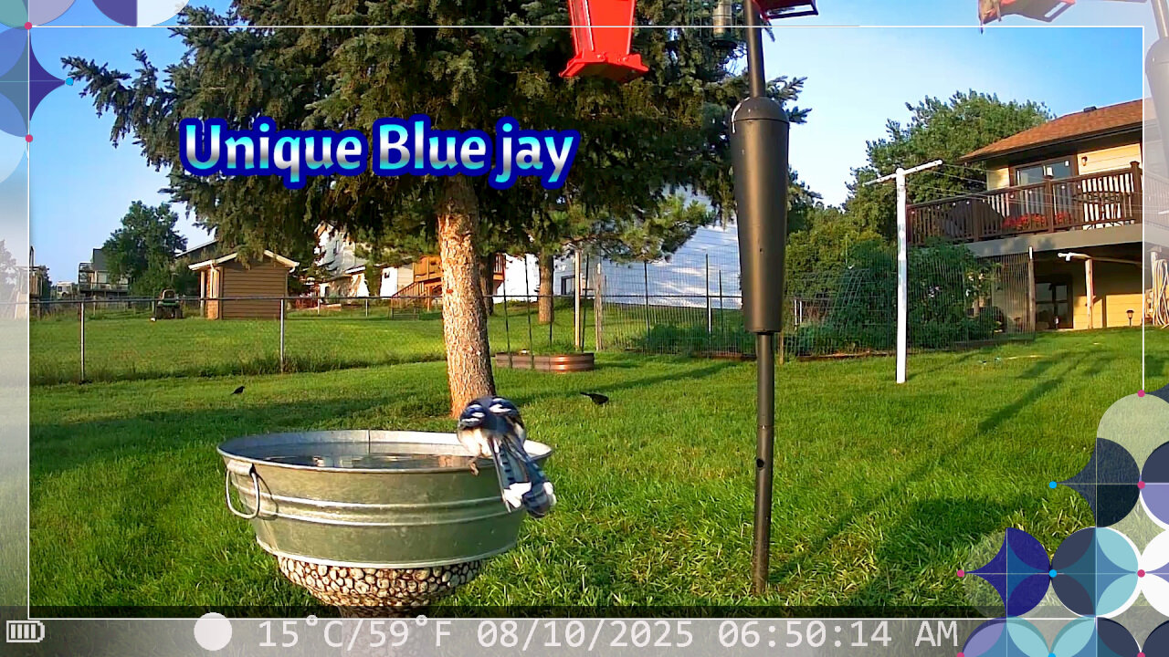 Unique Blue Jay