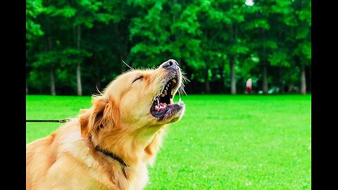 ONLY ONE DOG IS BARKING! WHAT'S UP? ഒരു പട്ടി മാത്രം കുരച്ചോണ്ടിരിക്കുന്നു. എന്തു കാര്യം #truth #jes