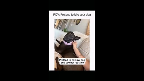 funny dog video