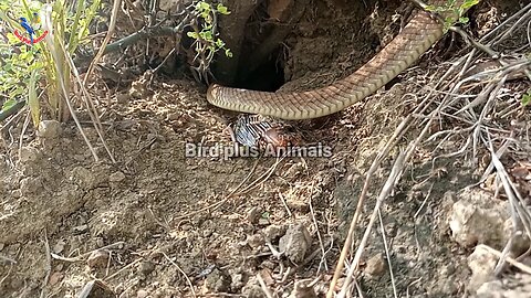 Snake Attack on bird babies!