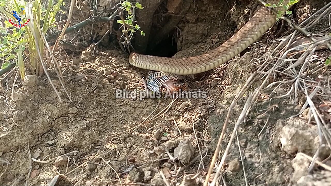 Snake Attack on bird babies!