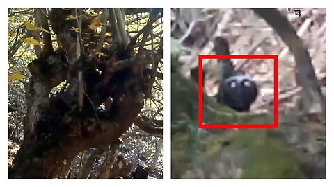 5 Strange Creatures captured on camera