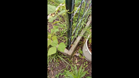 Hybrid Bean