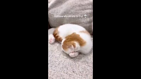Just cats being cats part 2🤣😹😂
