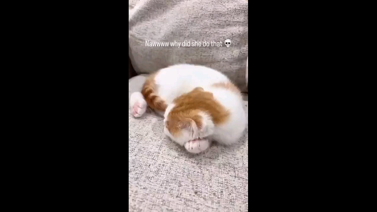 Just cats being cats part 2🤣😹😂