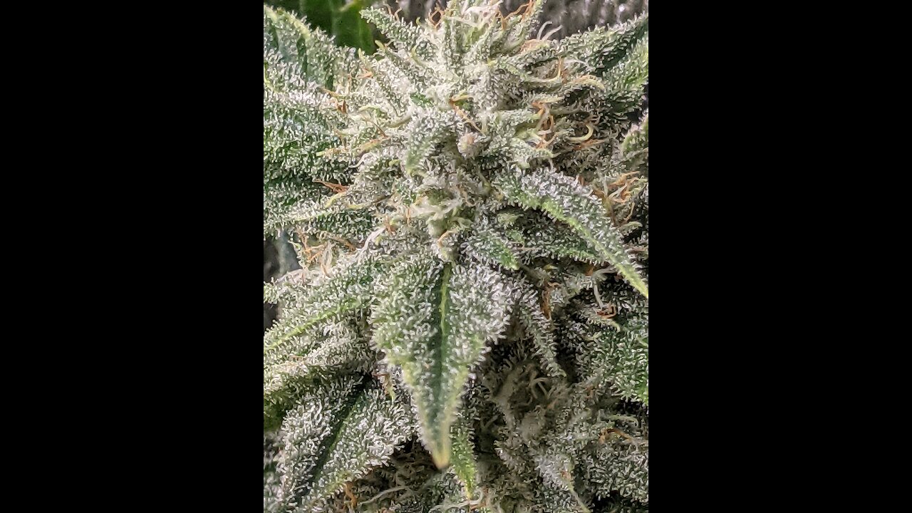 Grandpa's crescendo lemon cherry gelato cookies
