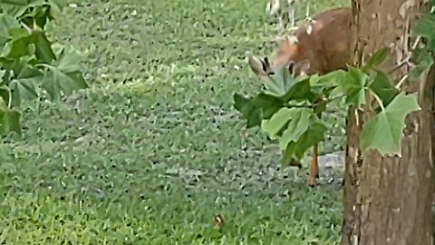 Six inch antlers Our FL Deer 6/13/25