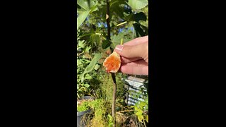 Surprising fig flavor #gardeningwithbarchuckin #figs #shorts