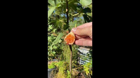 Surprising fig flavor #gardeningwithbarchuckin #figs #shorts