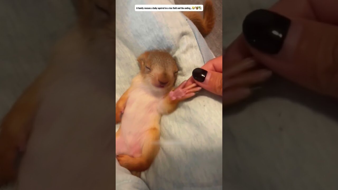 После сильного дождя во двор к девушке принесло необычного детеныша