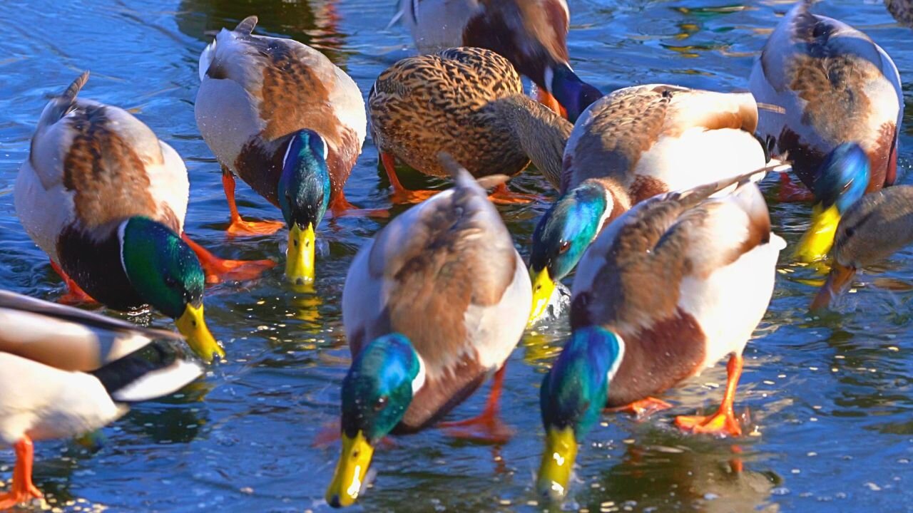 Last of the Arctic Mallard Ducks Eating Oats on a Very Wet Melting Spring Ice