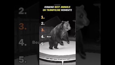 Ranking Best Animals On Trampoline Moments