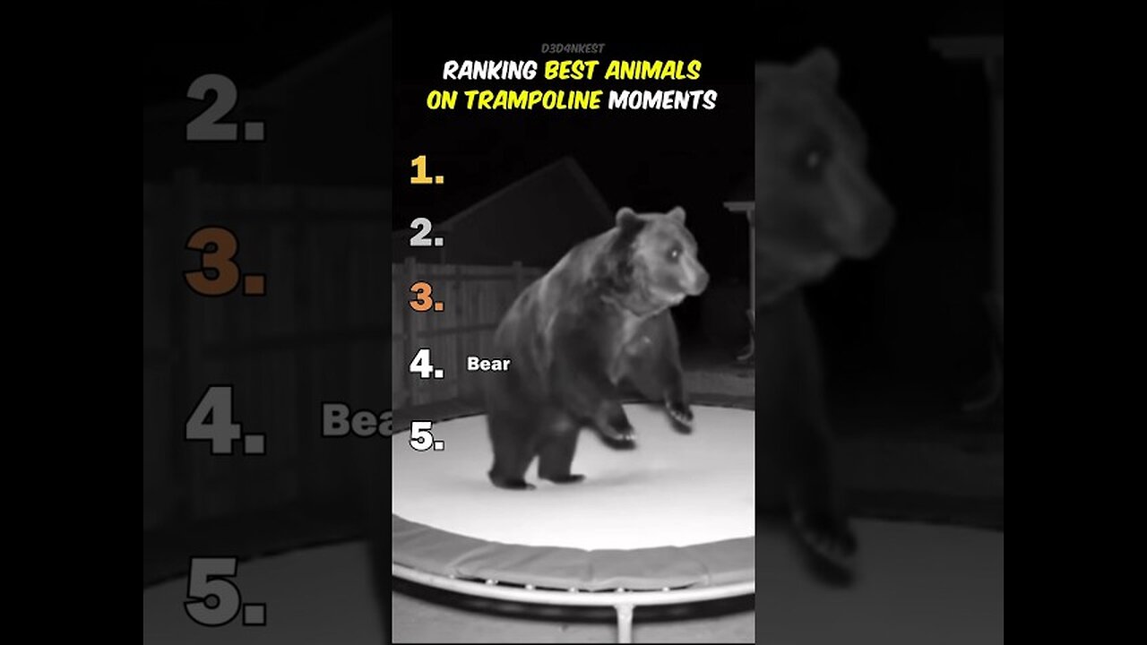 Ranking Best Animals On Trampoline Moments