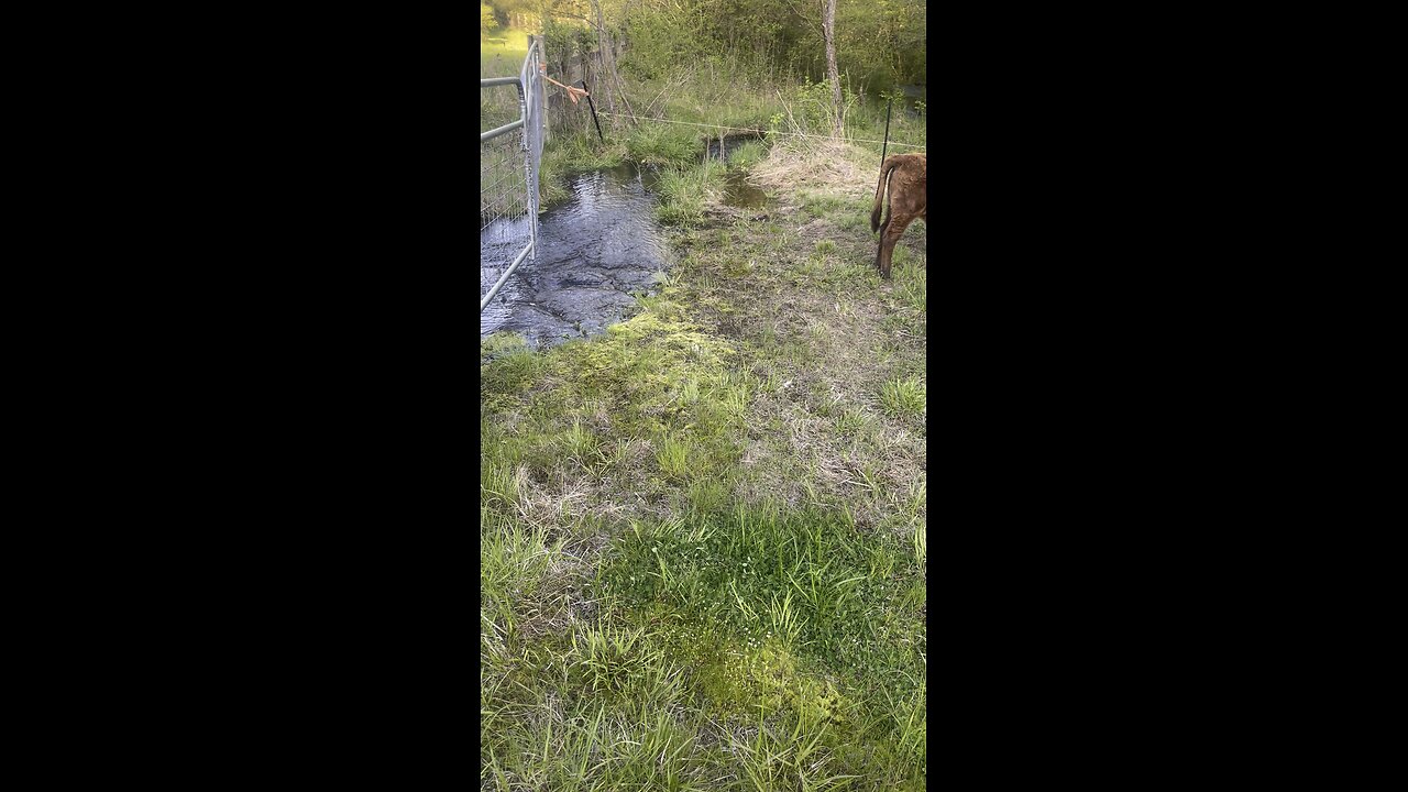 The farm