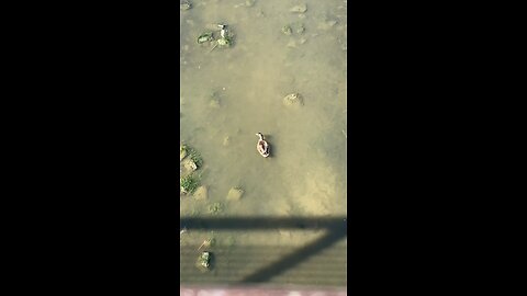 Mallard Ducks 🦆 #mallardducks #shorts #followme #trending #viral #ducks #duck