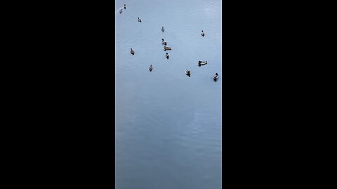 Mallard Ducks 🦆 #mallardducks #duck #shorts #viral #trending #followme #ducks