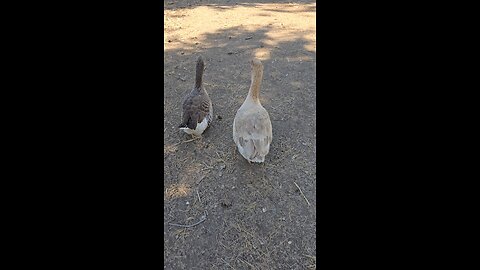 geese