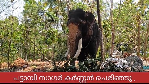 വീണ്ടുമൊരു ആന മരണം കേരളത്തിൽ _ Pattambi sagar karnan elephant _ Elephant died in kerala