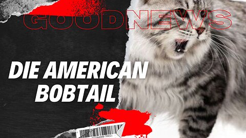 Die American Bobtail – wild im Look, sanft im Herz. #americanbobtail #katzenrasse #haustierliebe