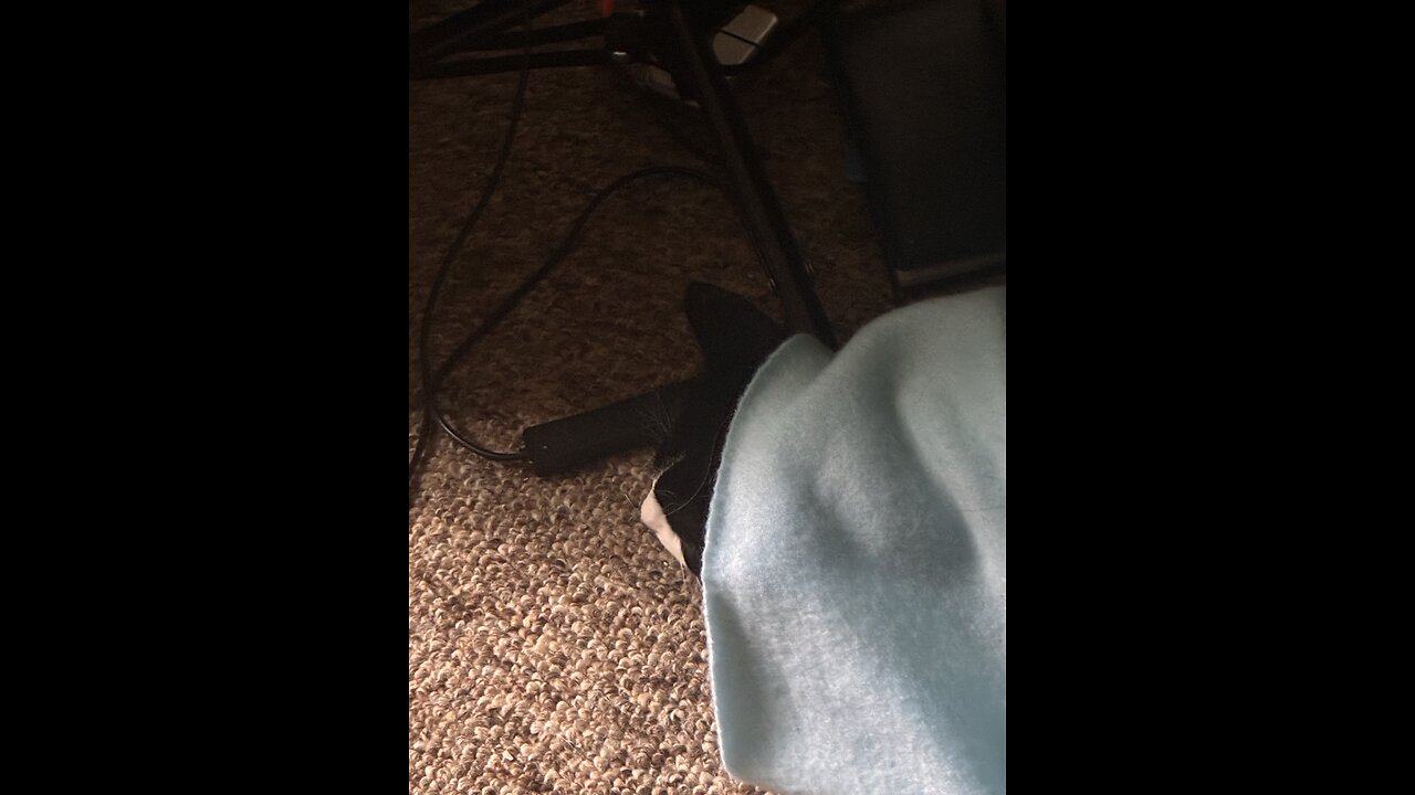 Cat enjoys blanket