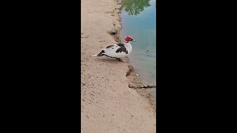 ugly duckling
