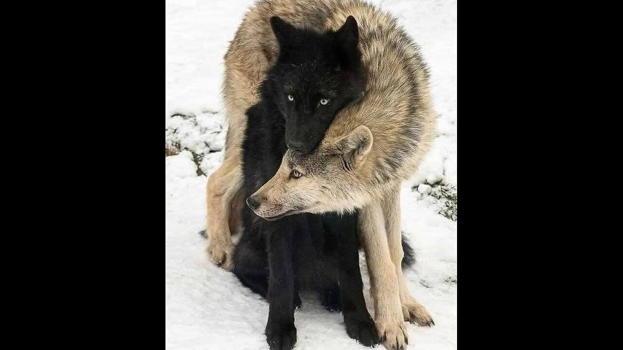 RELAX with Rain, Thunder, Lightning, Wild Horses & Snow!