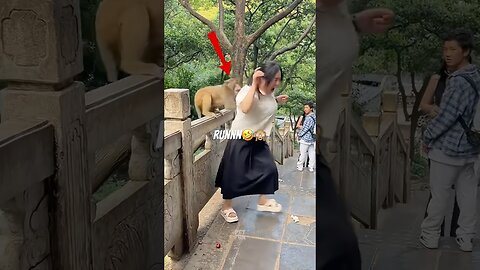 The Funny Animals #funnyanimals #animals #pets #shorts
