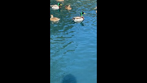 Mallard Ducks 🦆 #mallardducks #ducks #duck #followme #shorts #trending #viral