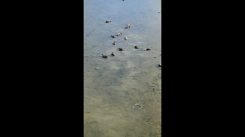 Mallard Ducks 🦆 #mallardducks #subscribe #shorts #viral #trending #ducks