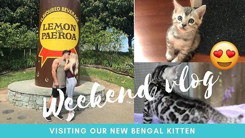 VISITING OUR NEW BENGAL KITTEN! 