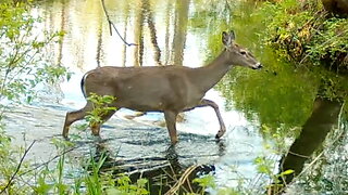 Deer Crossing a Stream