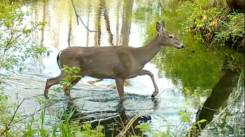 Deer Crossing a Stream