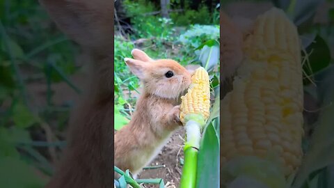 The little rabbit that steals corn, the cute pet debut plan, the rabbit, the cute little pet in