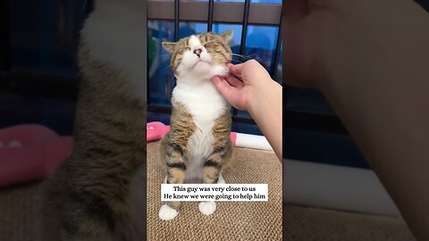 The cat fell asleep in the car in the parking lot and the driver didnt notice it