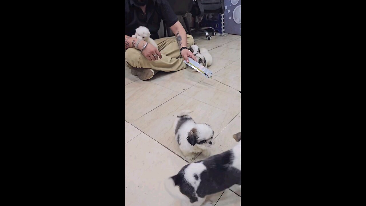 लवली विडिओ