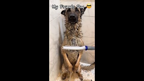 My friends dog-vs my Dog